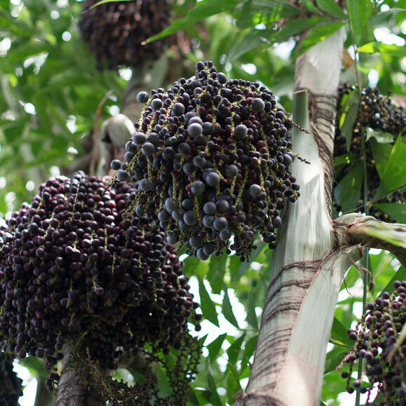 Acai Bio Terre Adelice