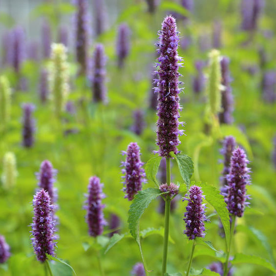 Agastache Bio Terre Adelice