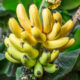 Banane Bio Terre Adelice
