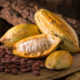 Cacao Bio Terre Adelice