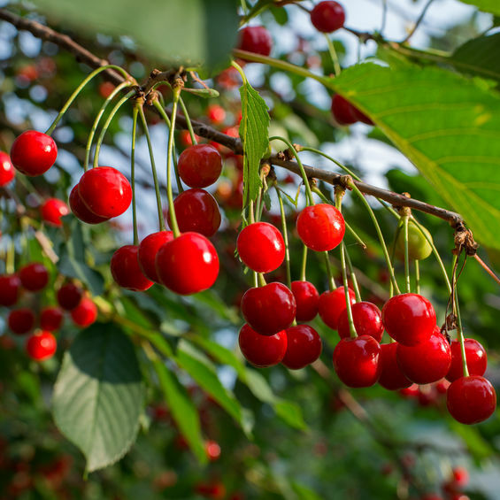 Cerise Griotte Bio Terre Adelice