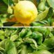 Citron Basilic Bio Terre Adelice