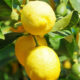 Citron Bio Terre Adelice