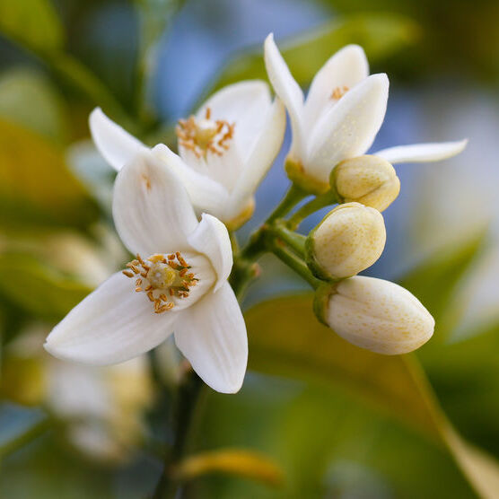 Fleur d'Oranger Bio Terre Adelice