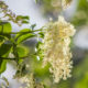 Fleur de Sureau Bio Terre Adelice