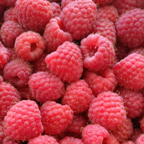 Framboise Bio Terre Adelice