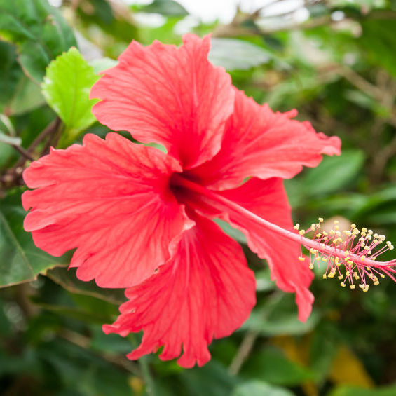 Hibiscus Bio Terre Adelice