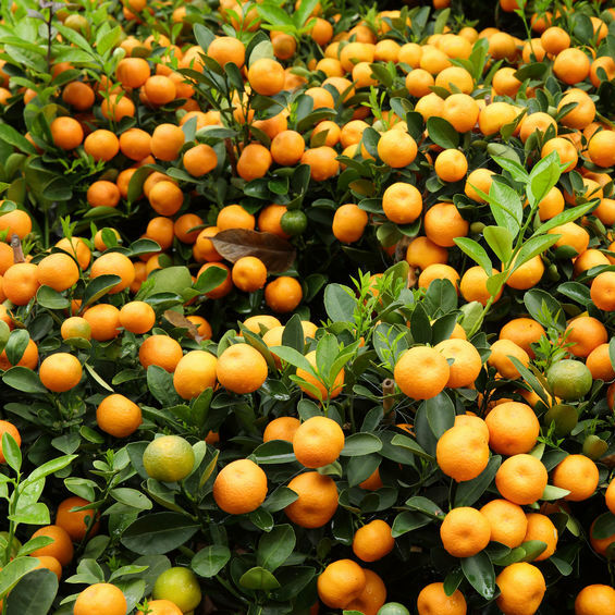 Kumquat Bio Terre Adelice