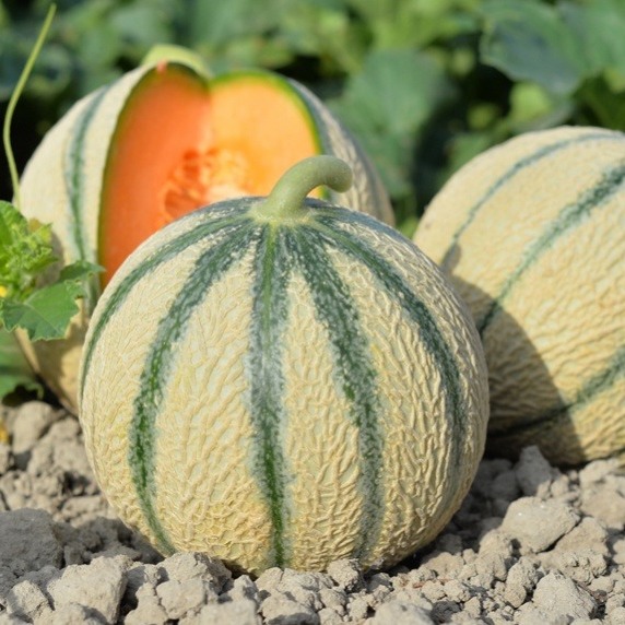 Melon Bio Terre Adelice