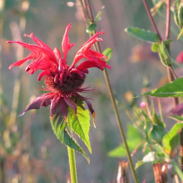 Monarde Bio Terre Adelice