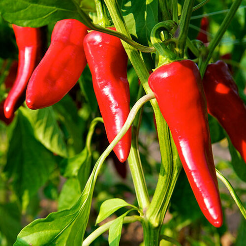 Piment d’Espelette bio