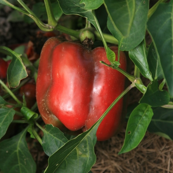 Poivron Rouge Bio Terre Adelice