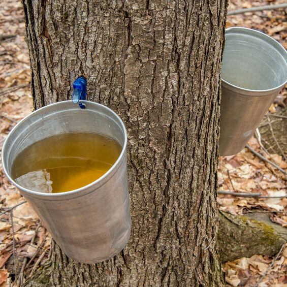 Sirop d'Érable