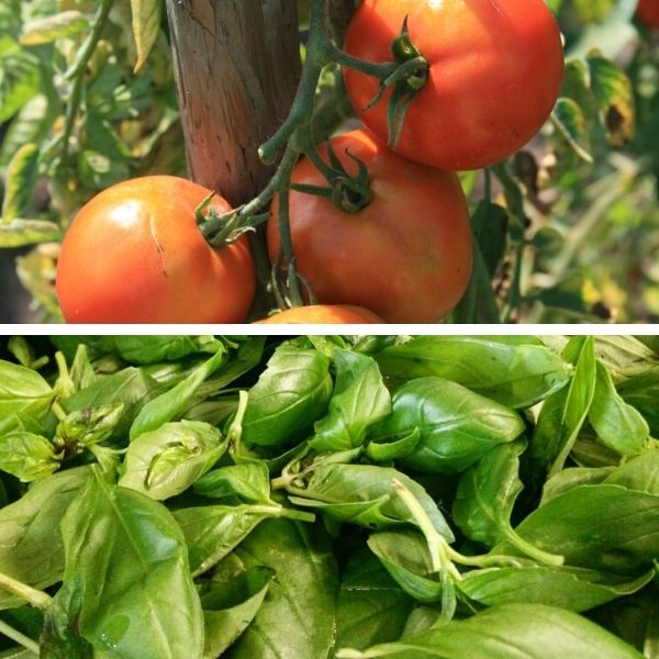 Tomate au Basilic Bio Terre Adelice