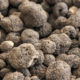 Truffe Bio Terre Adelice