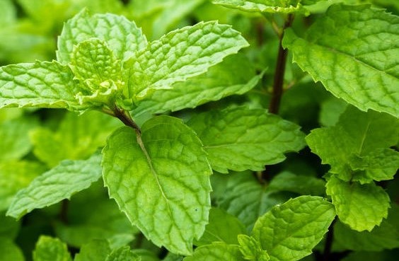 close up mint leaves plant grow in organic vegetable garden